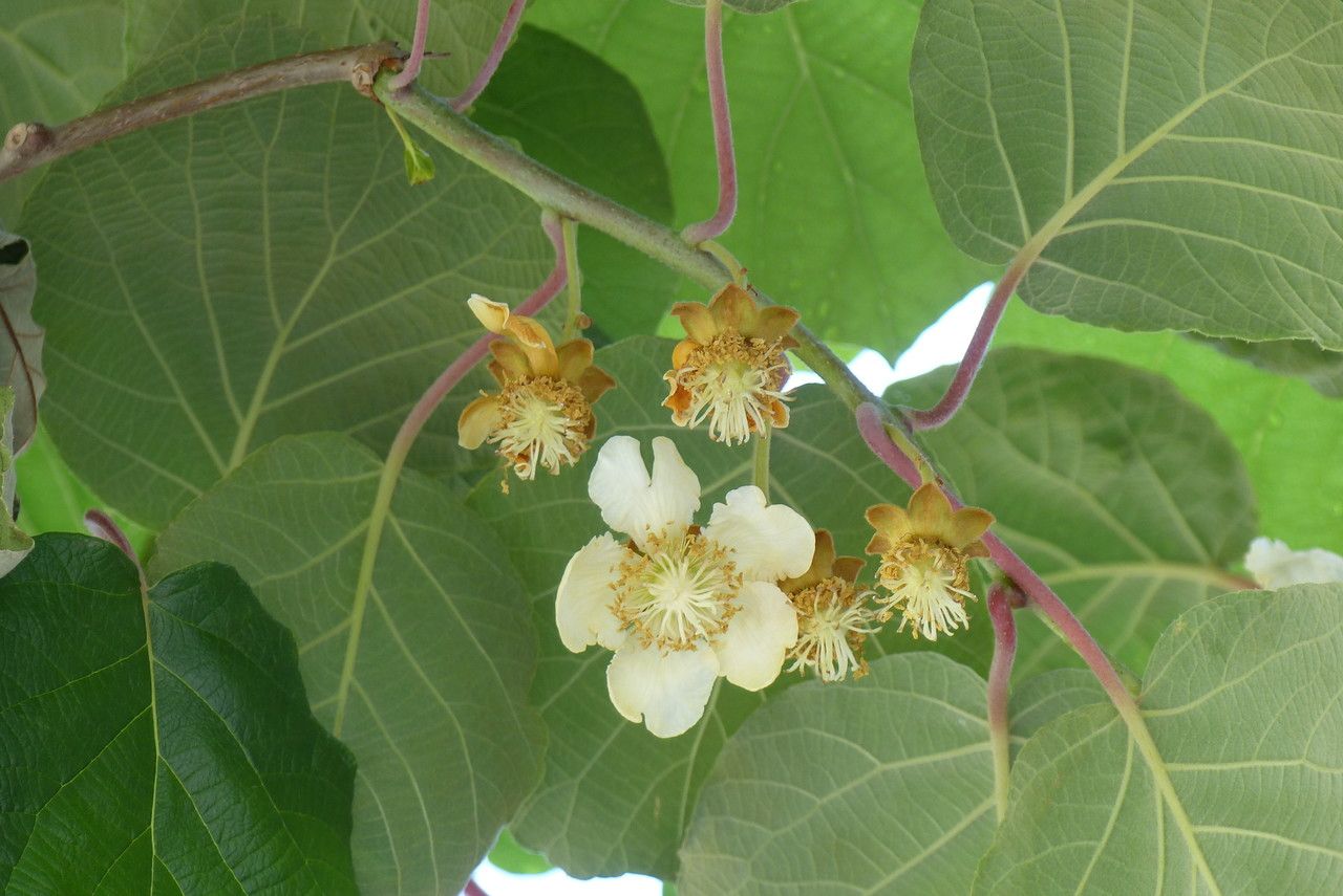 Actinidia deliciosa flower