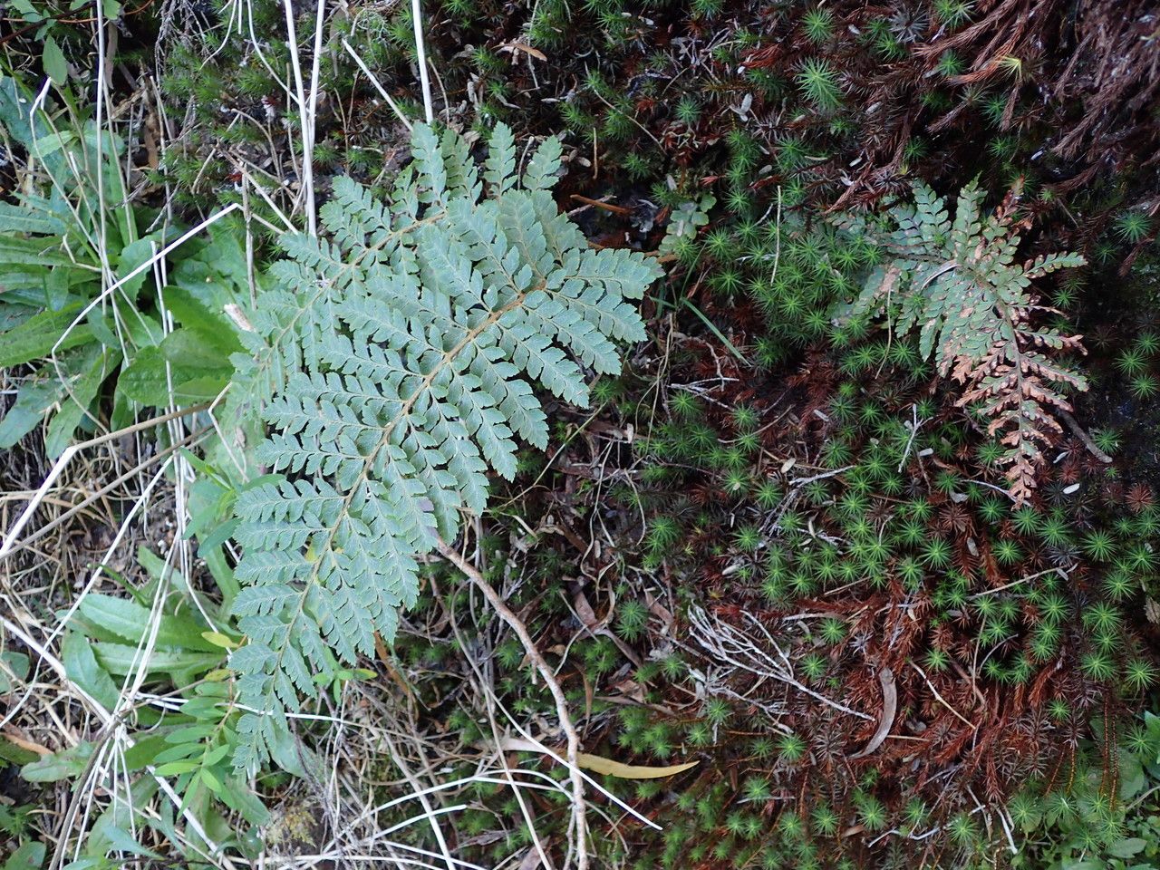 Dryopteris pentheri — search result for 'Dryopteris'