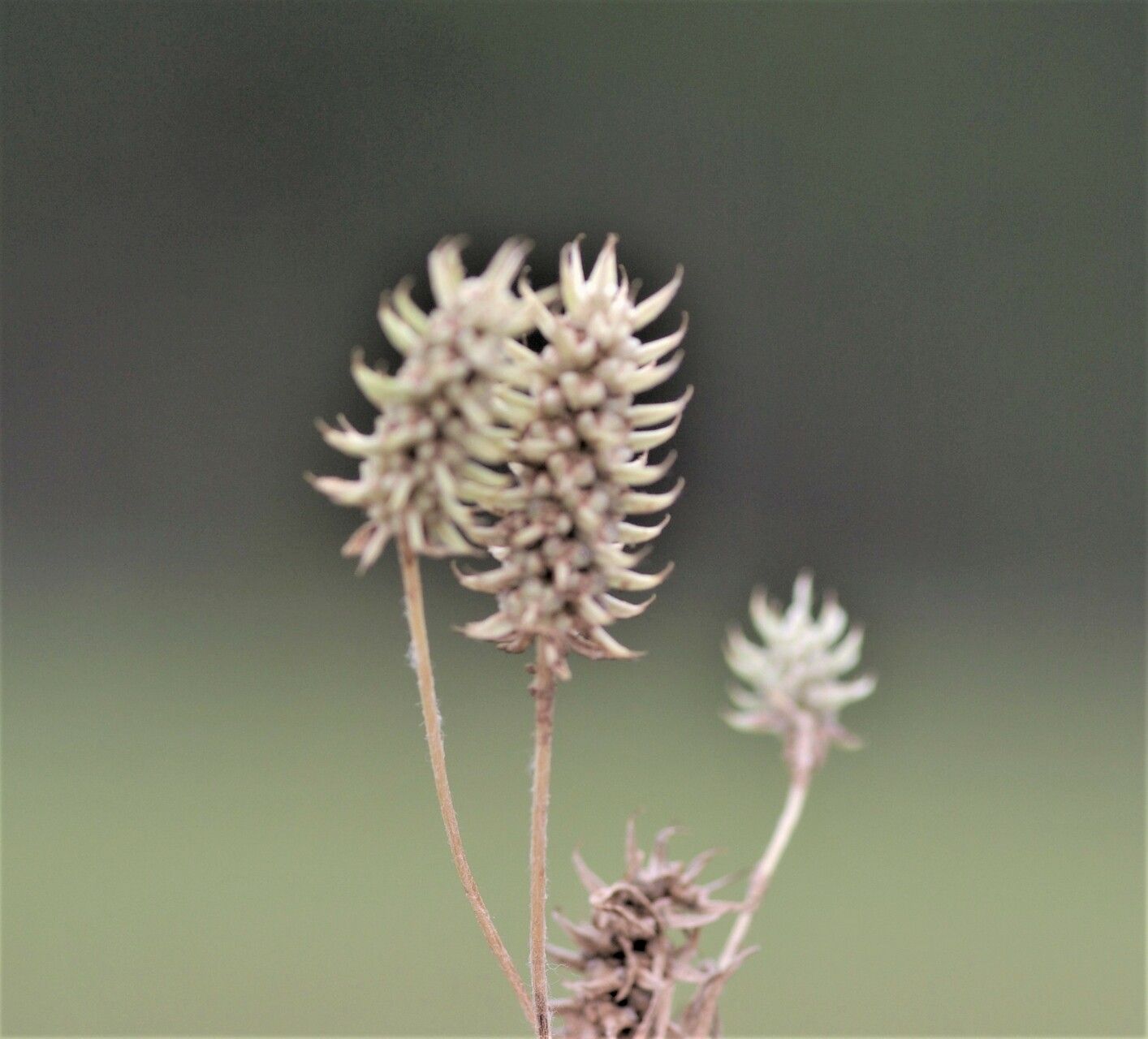 Ranunculus falcatus fruit