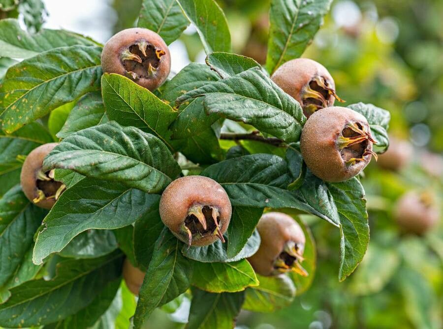 Mespilus germanica fruit