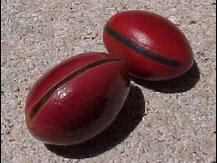 Canavalia nitida — houseplant care guide