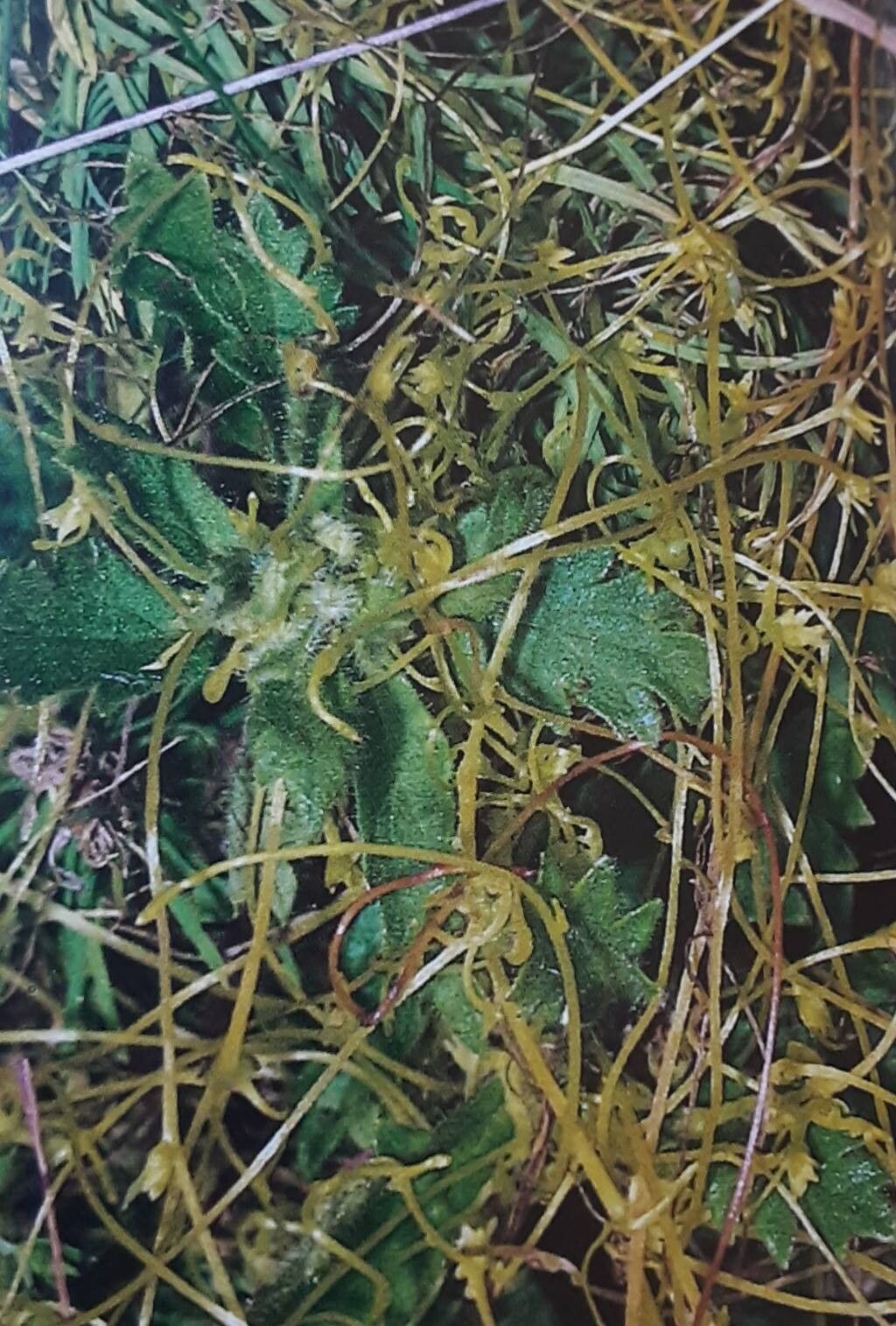 Cuscuta suaveolens — search result for 'Cuscuta'