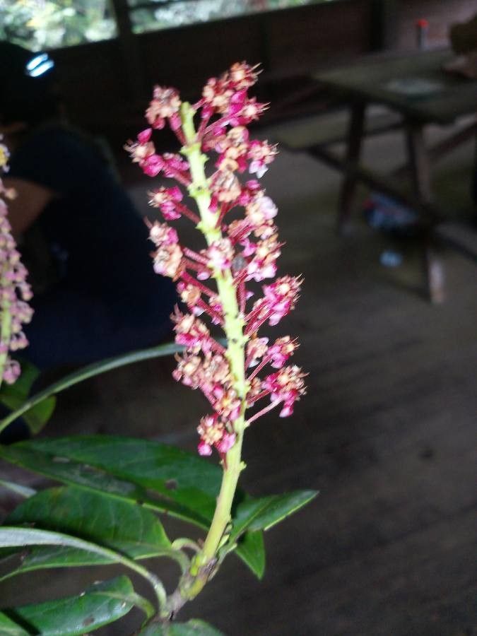 Byrsonima densa flower