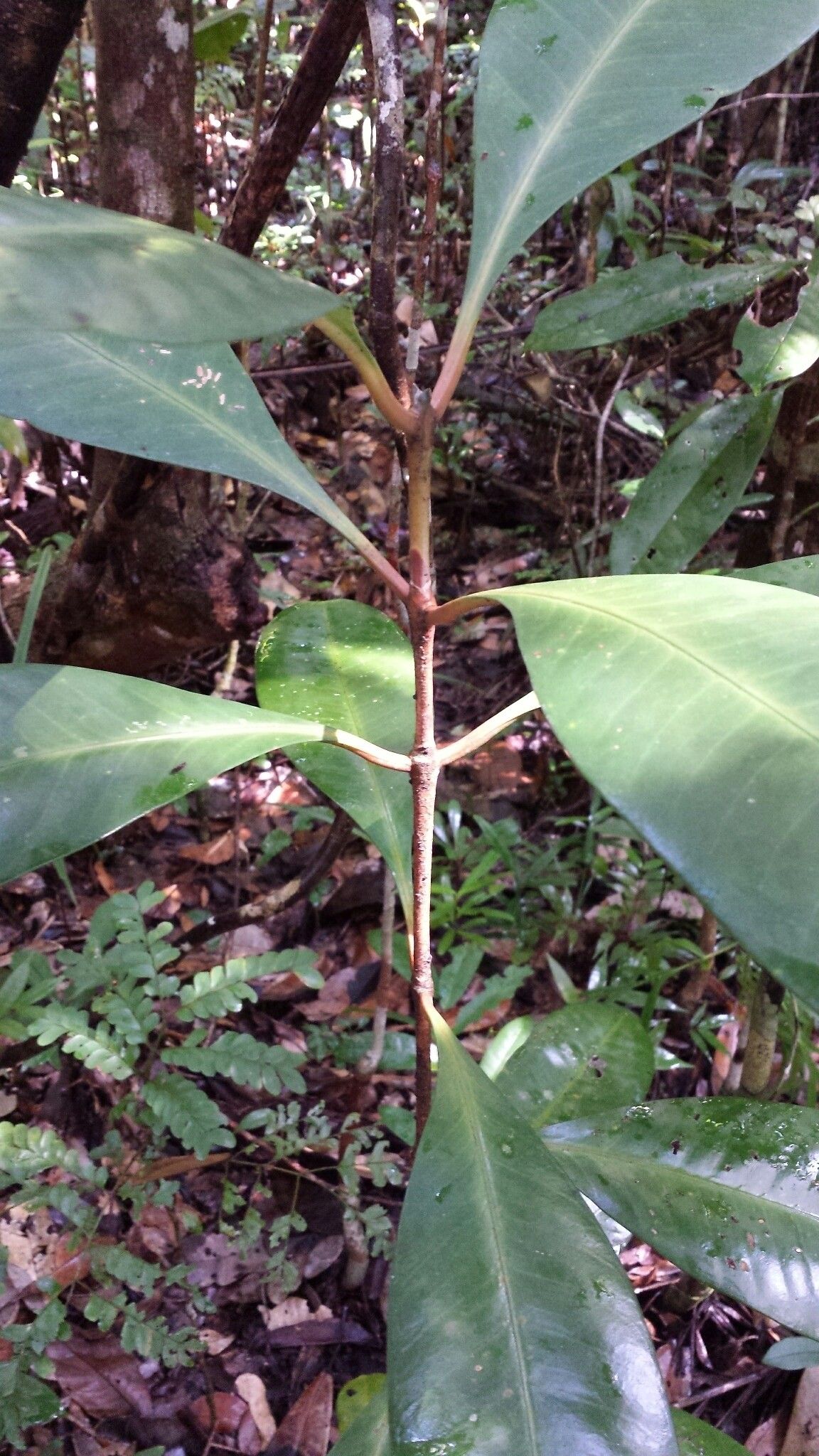 Coffea richardii — houseplant care guide