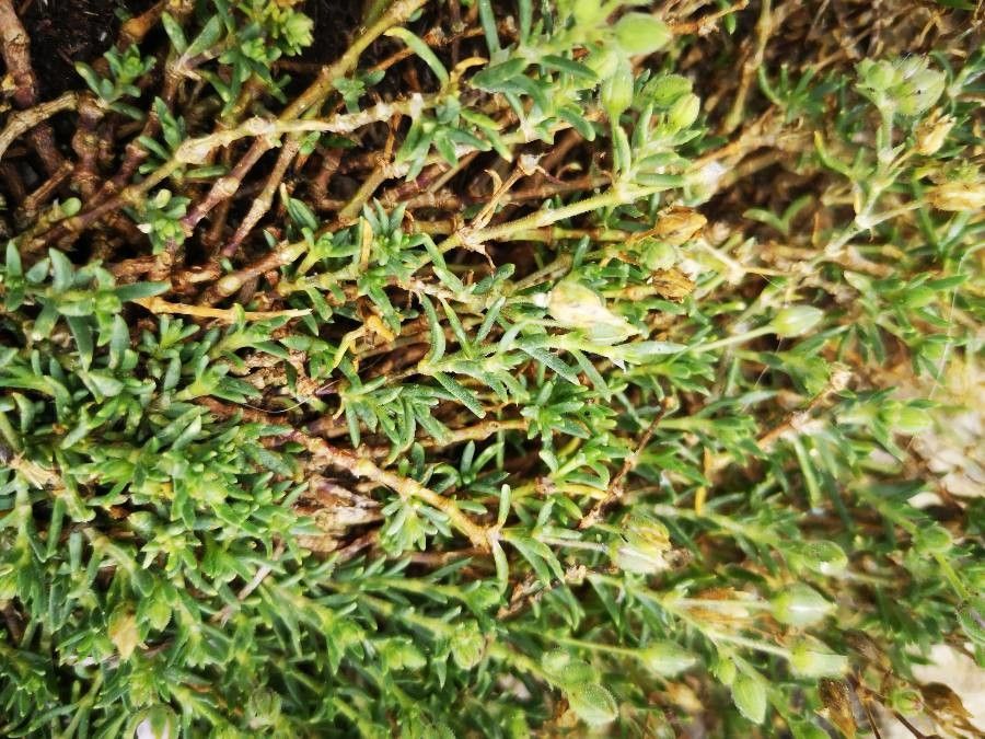 Spergula marina — houseplant care guide