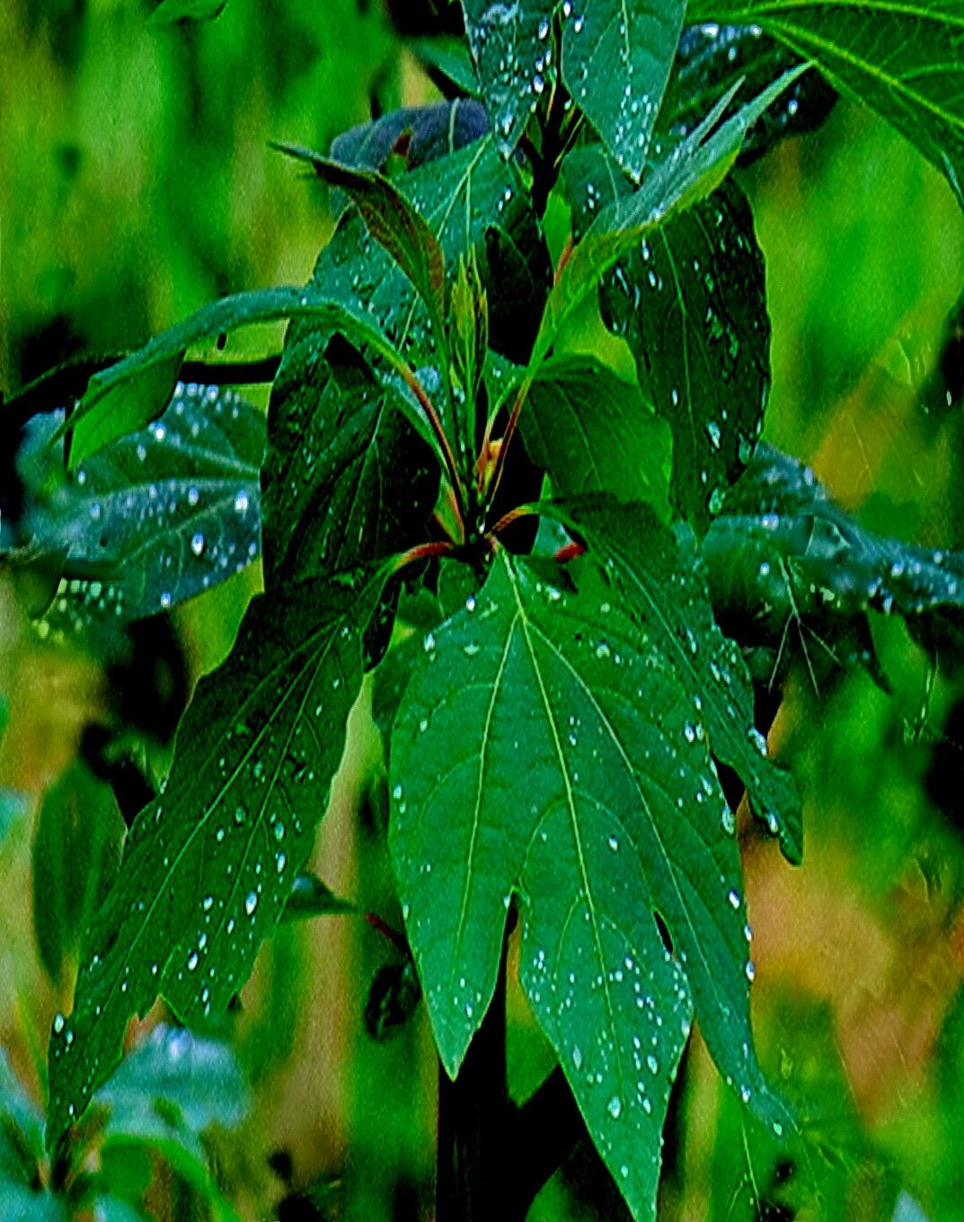 Sassafras tzumu — related species from the same genus