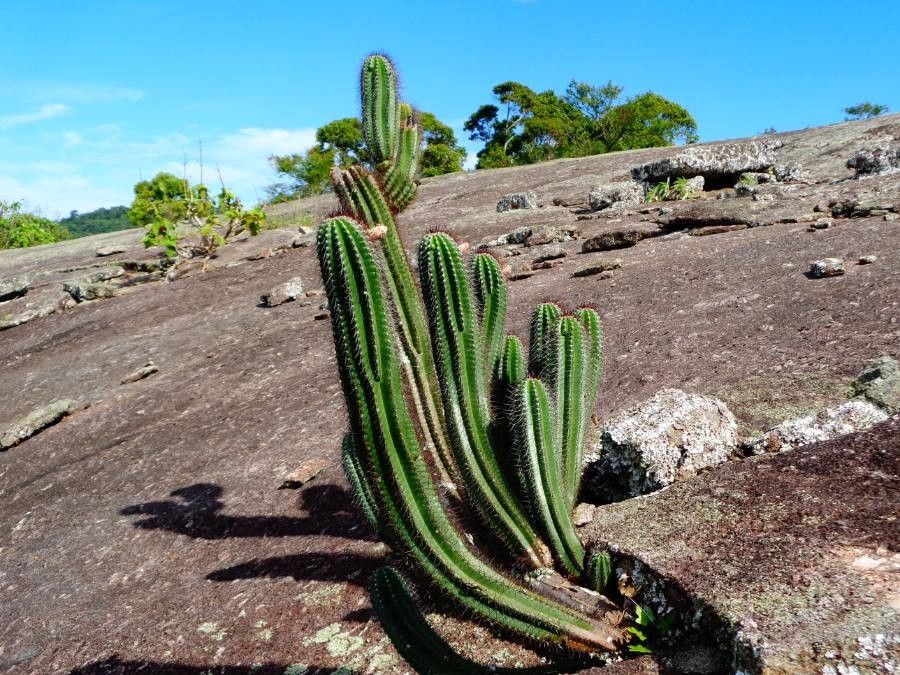 Coleocephalocereus fluminensis — related species from the same genus