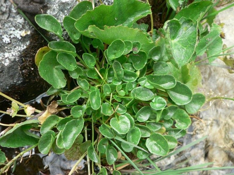Cochlearia pyrenaica habit