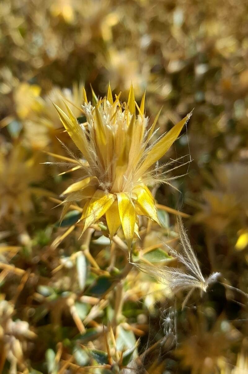 Chuquiraga oppositifolia flower