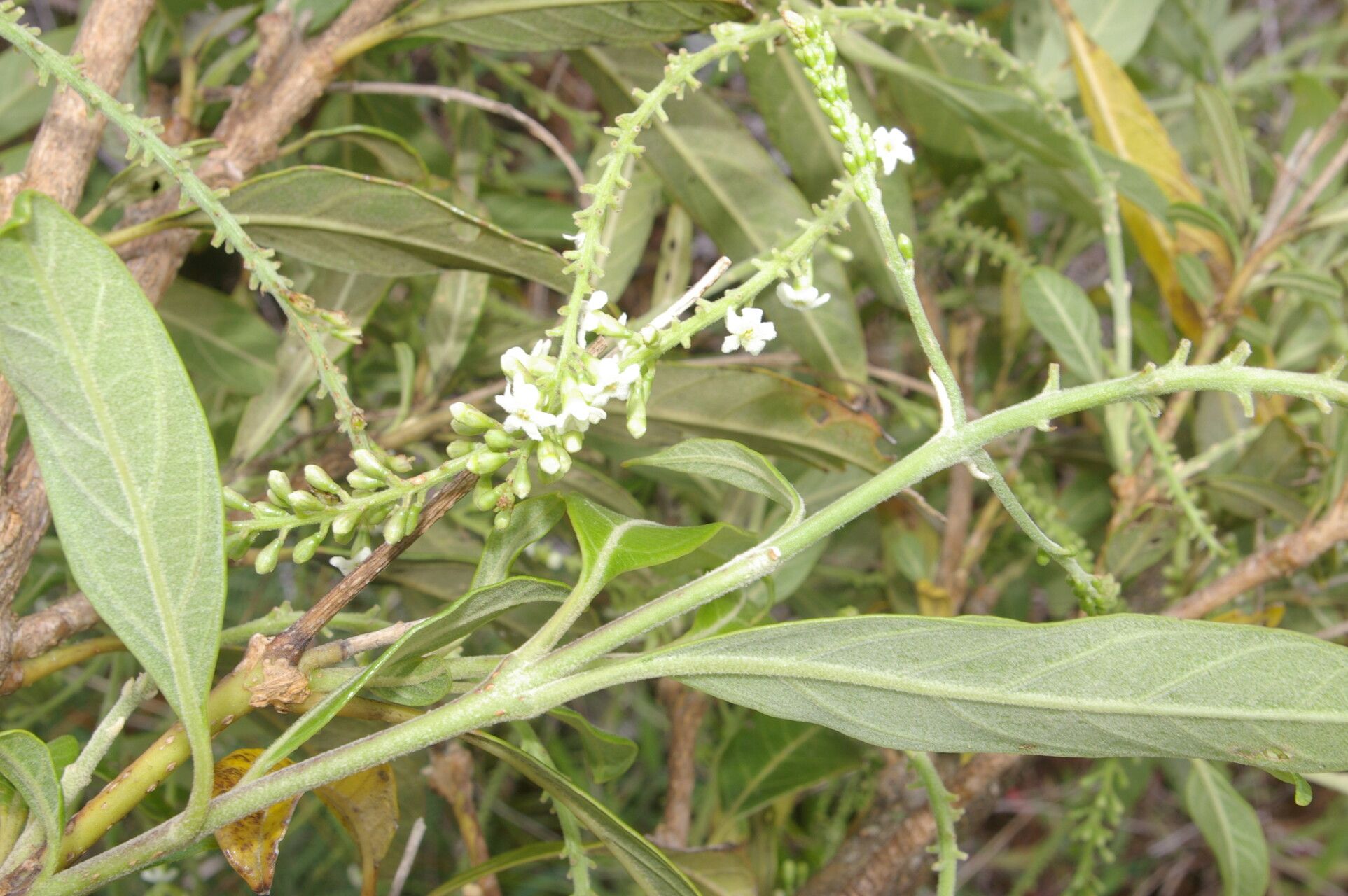 Citharexylum mocinnoi flower
