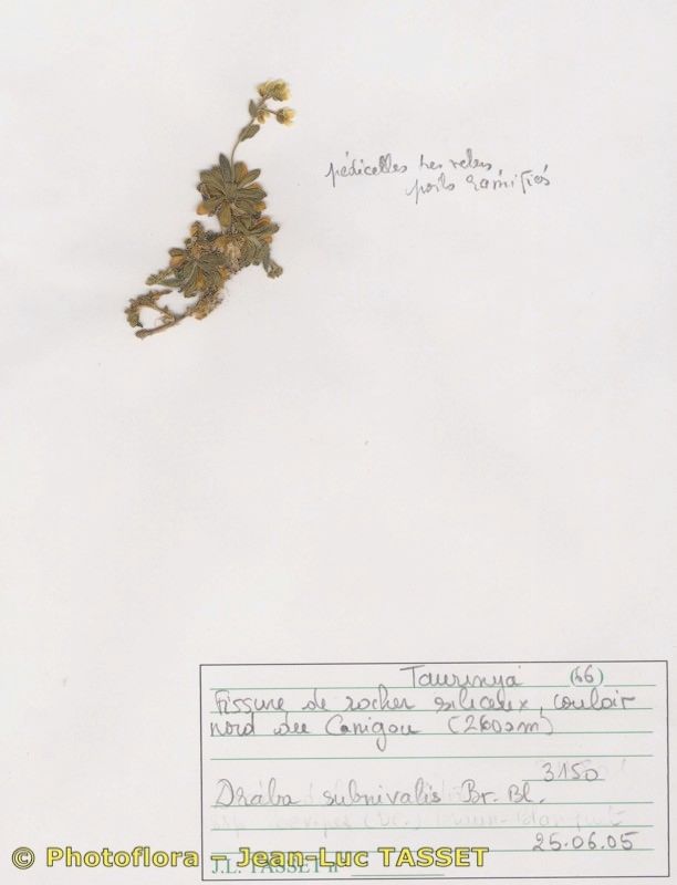 Draba subnivalis habit