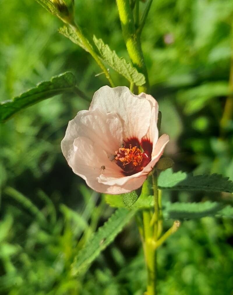 Pavonia hastata flower