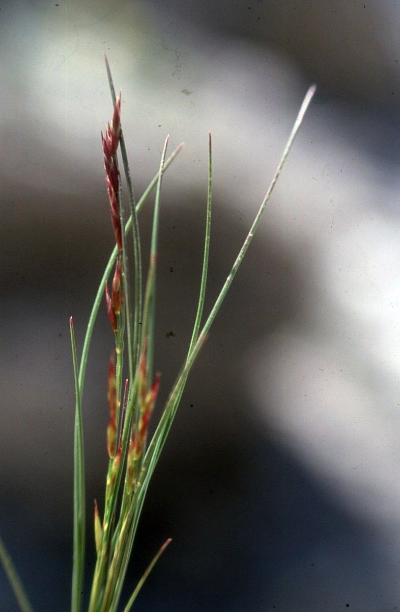 Festuca quadriflora habit