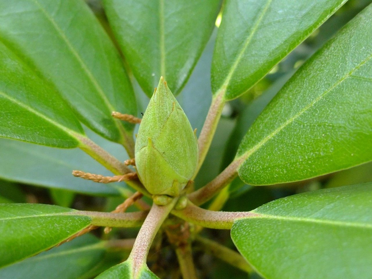 Hymenanthes catawbiensis habit