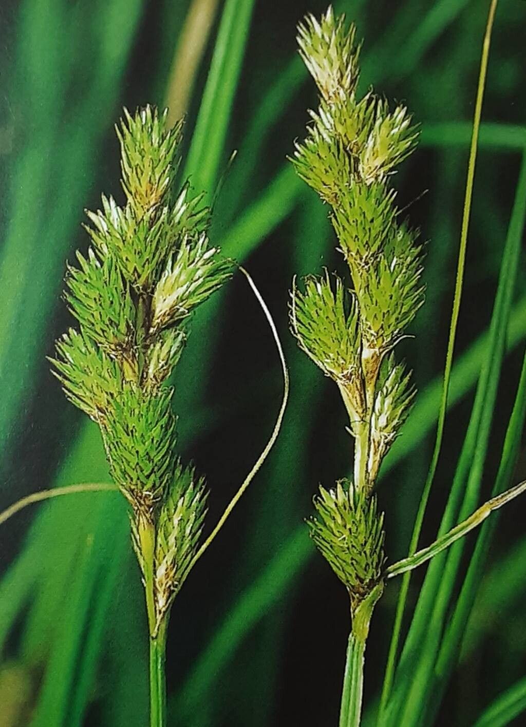 Carex crawfordii — houseplant care guide