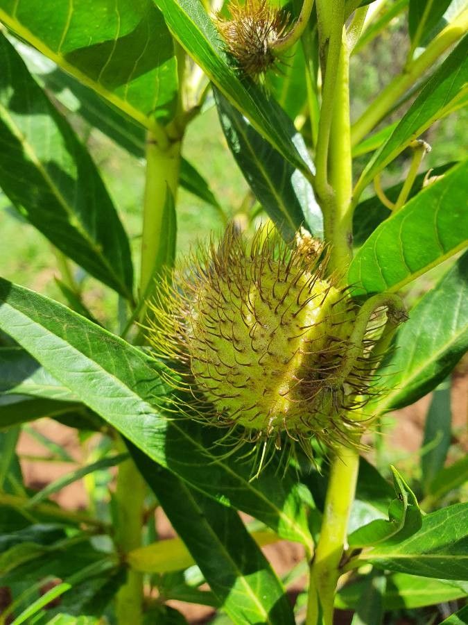 Gomphocarpus semilunatus fruit