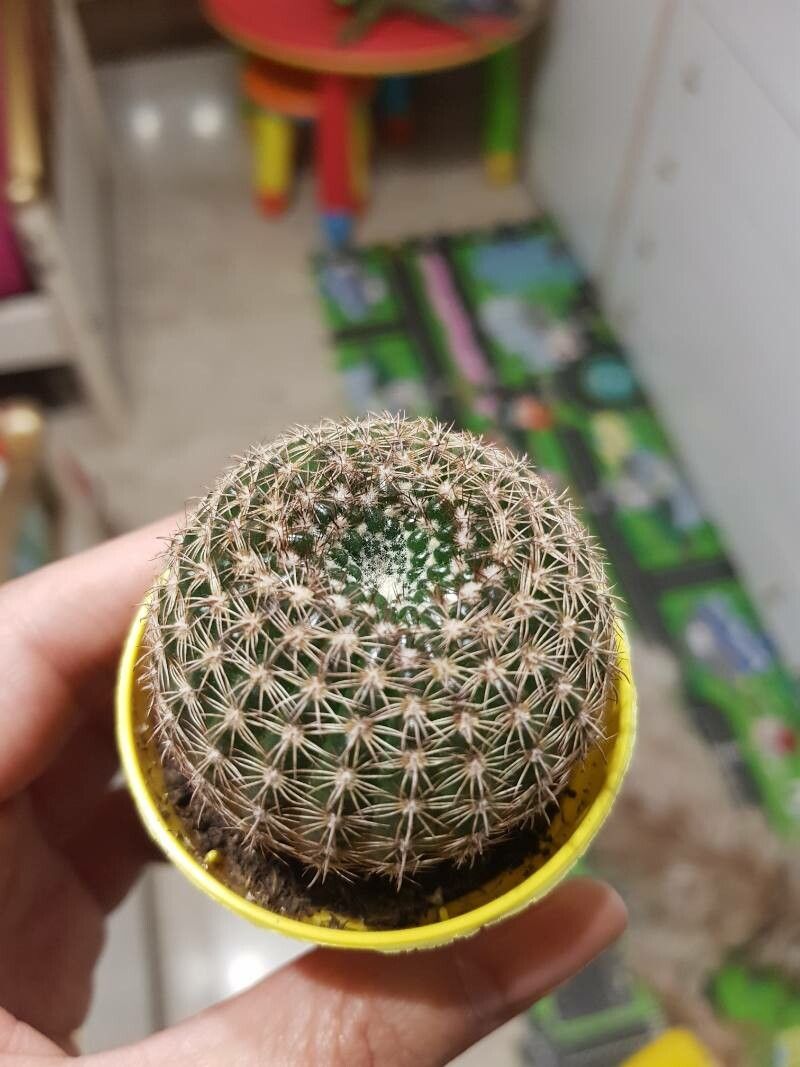 Parodia curvispina — search result for 'Parodia'