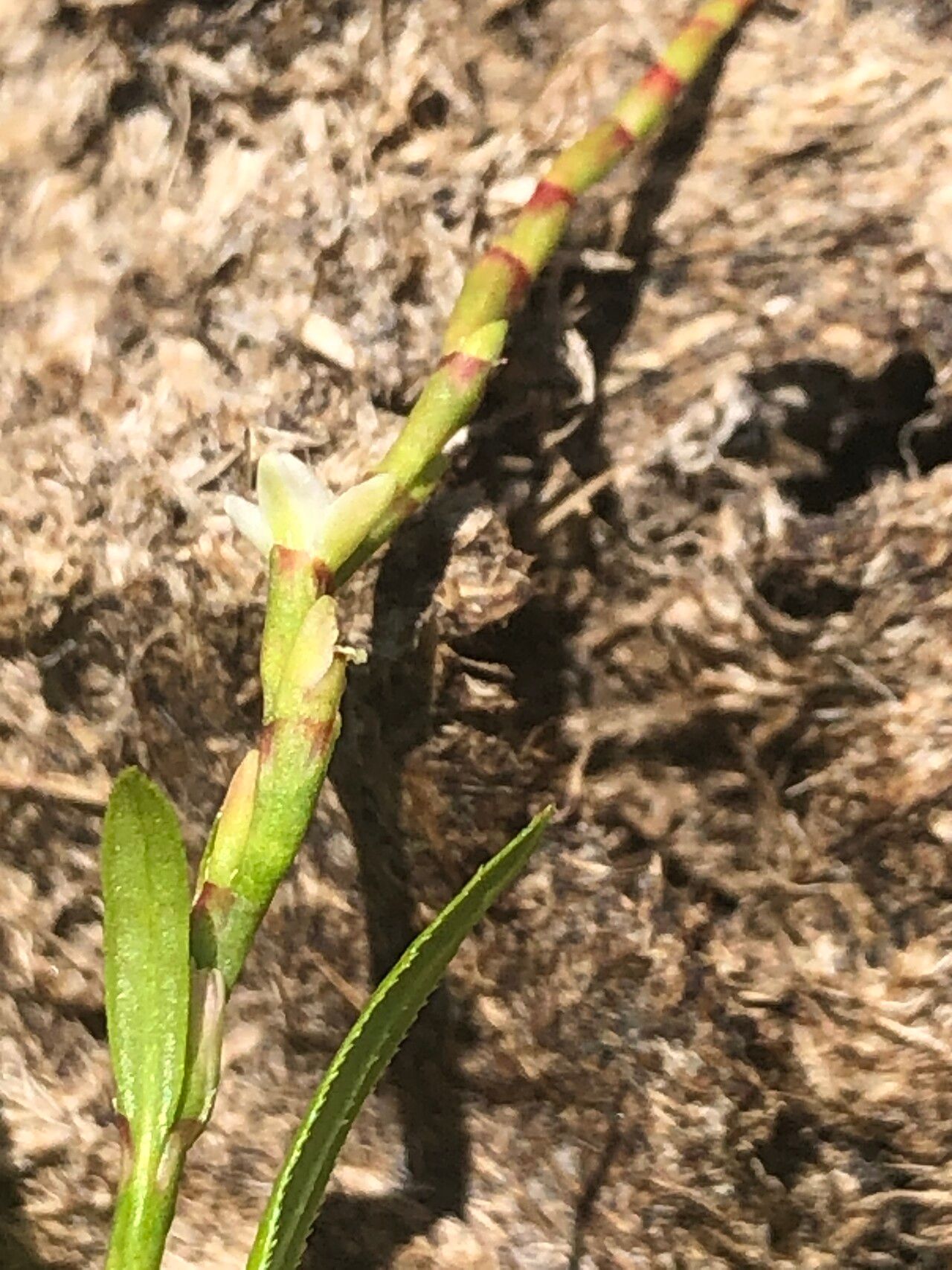 Polygonum arenarium — related species from the same genus