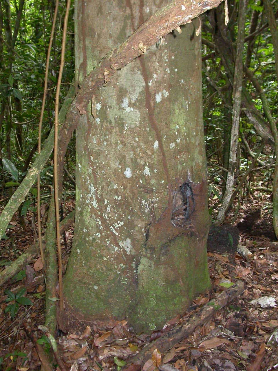 Copaifera officinalis — search result for 'Sierra Leone'