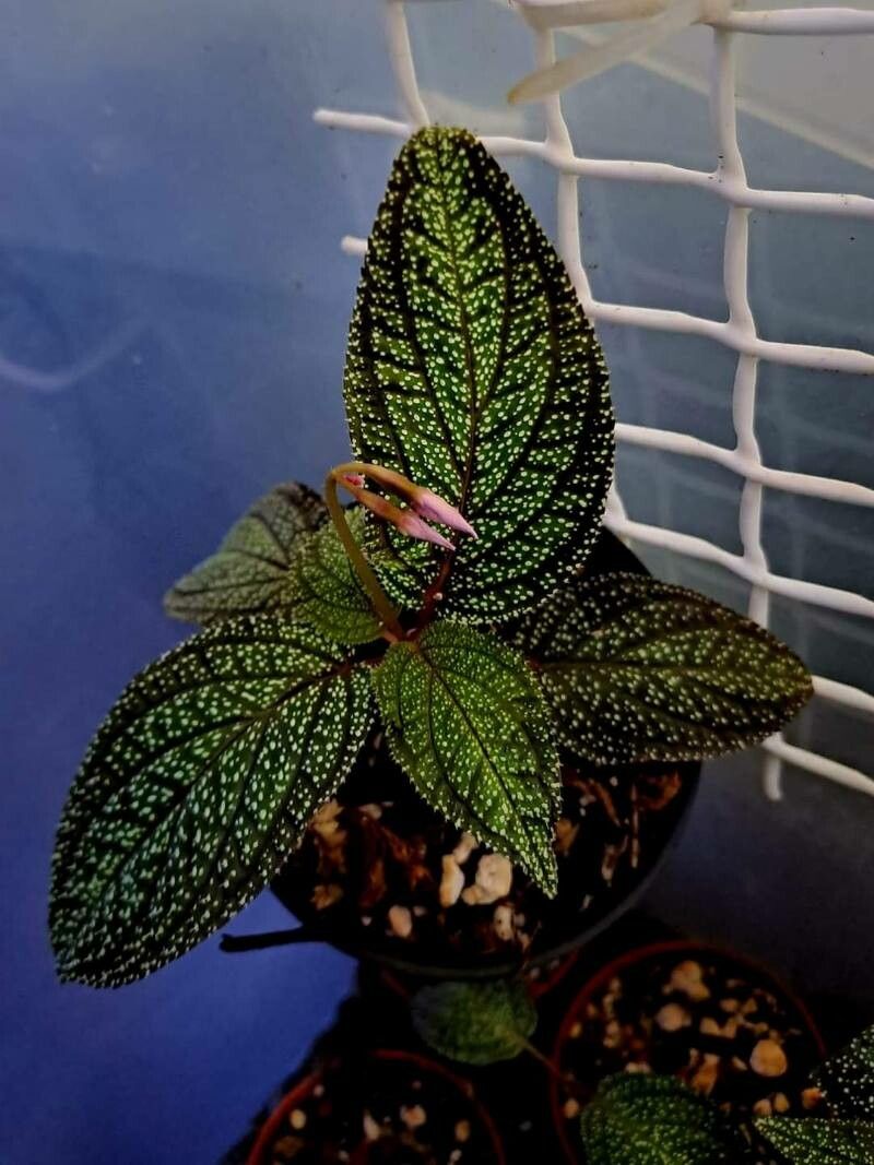 Sonerila maculata — houseplant care guide