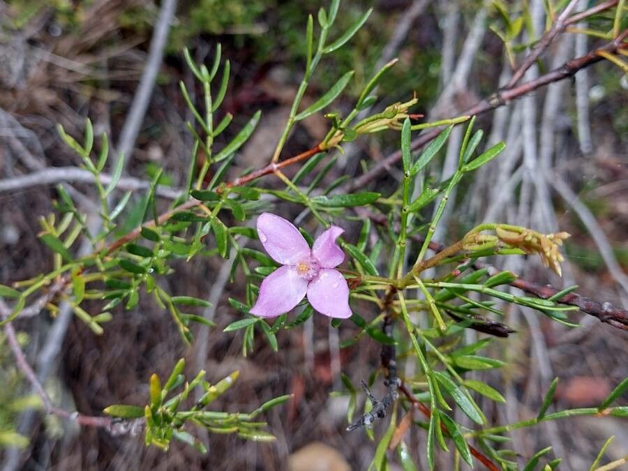 Boronia pinnata habit