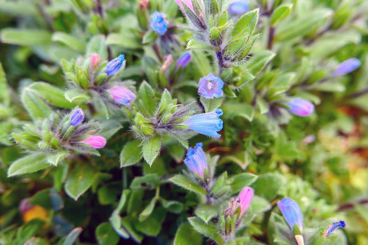 Echium tenue — houseplant care guide