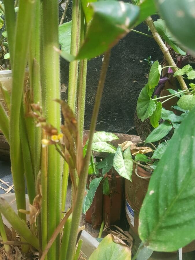 Maranta arundinacea flower