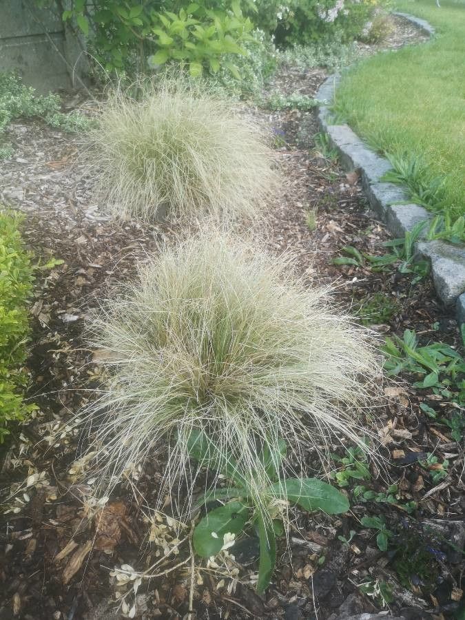 Muhlenbergia rigens leaf
