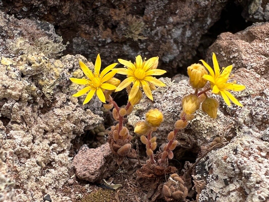 Aichryson tortuosum flower