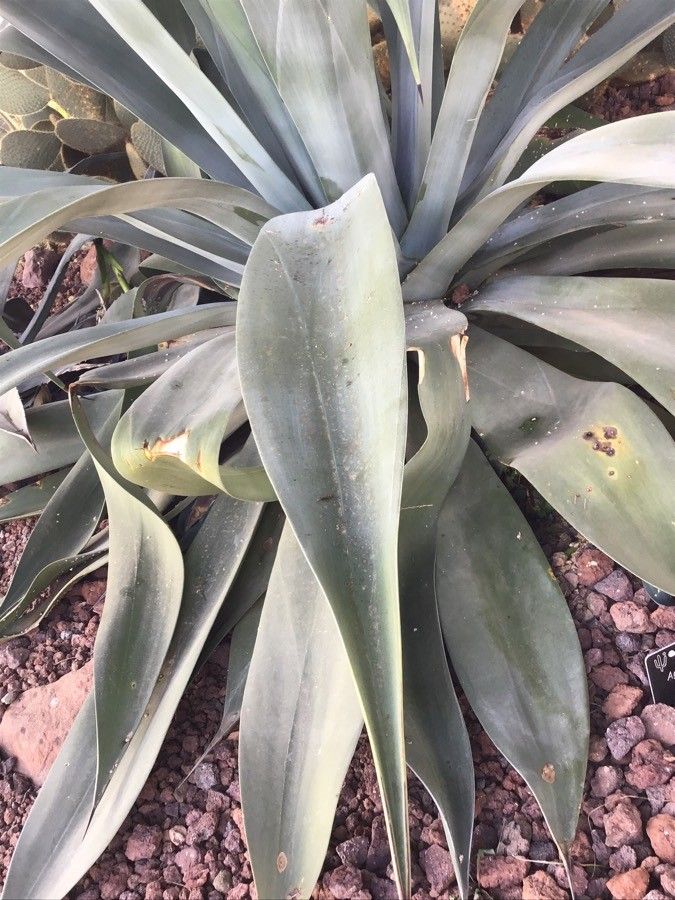Agave weberi — search result for 'Agave'