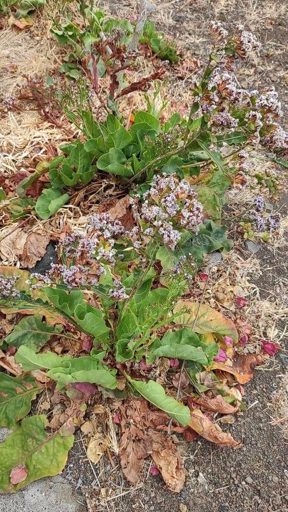 Limonium brassicifolium habit
