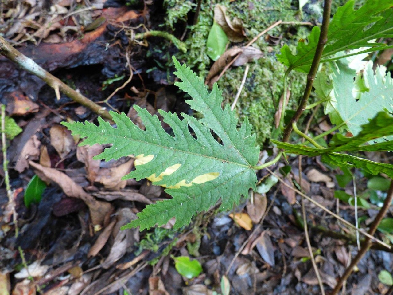 Ficus densifolia — houseplant care guide