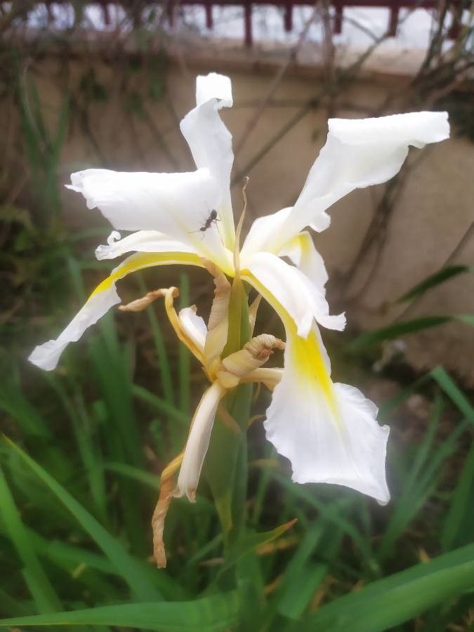 Iris orientalis flower