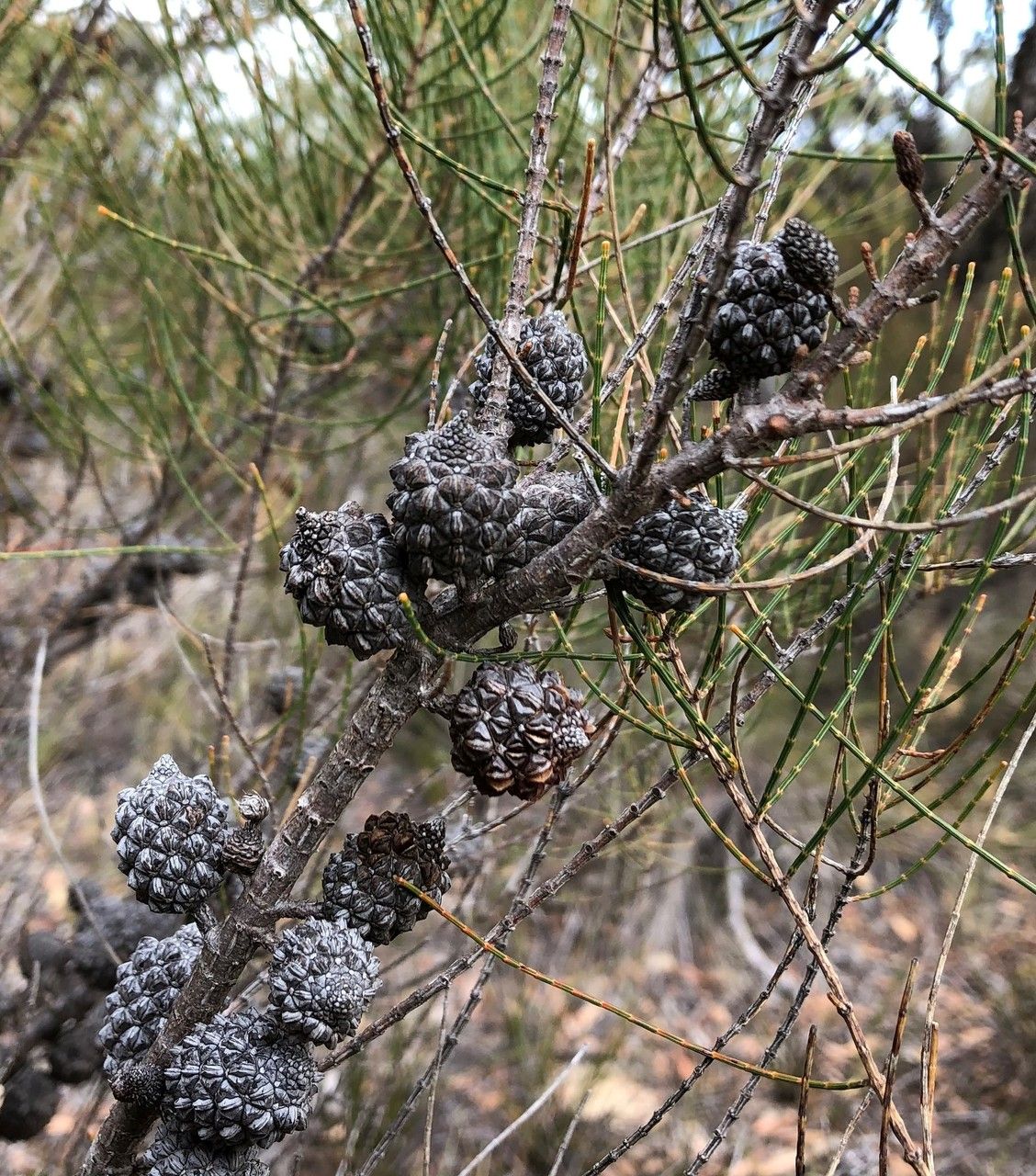 Allocasuarina muelleriana fruit
