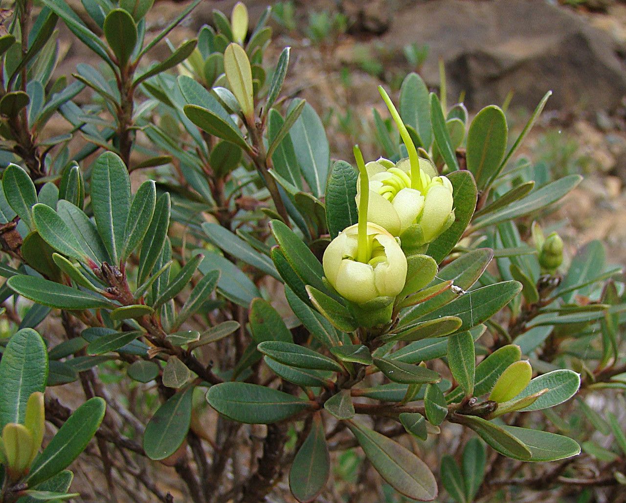 Xanthostemon myrtifolius habit