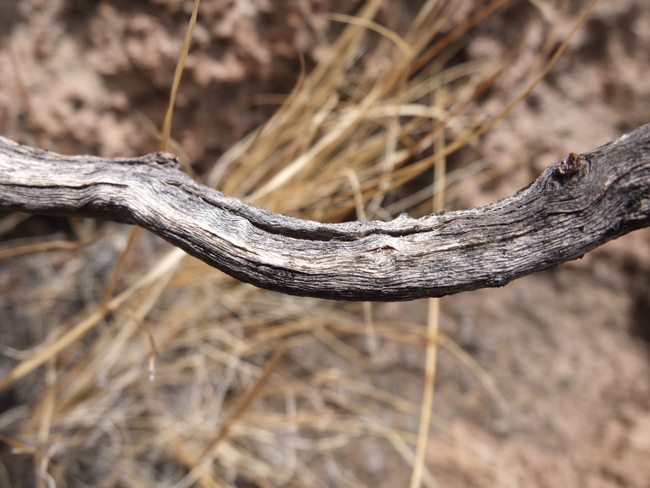 Chersodoma candida bark