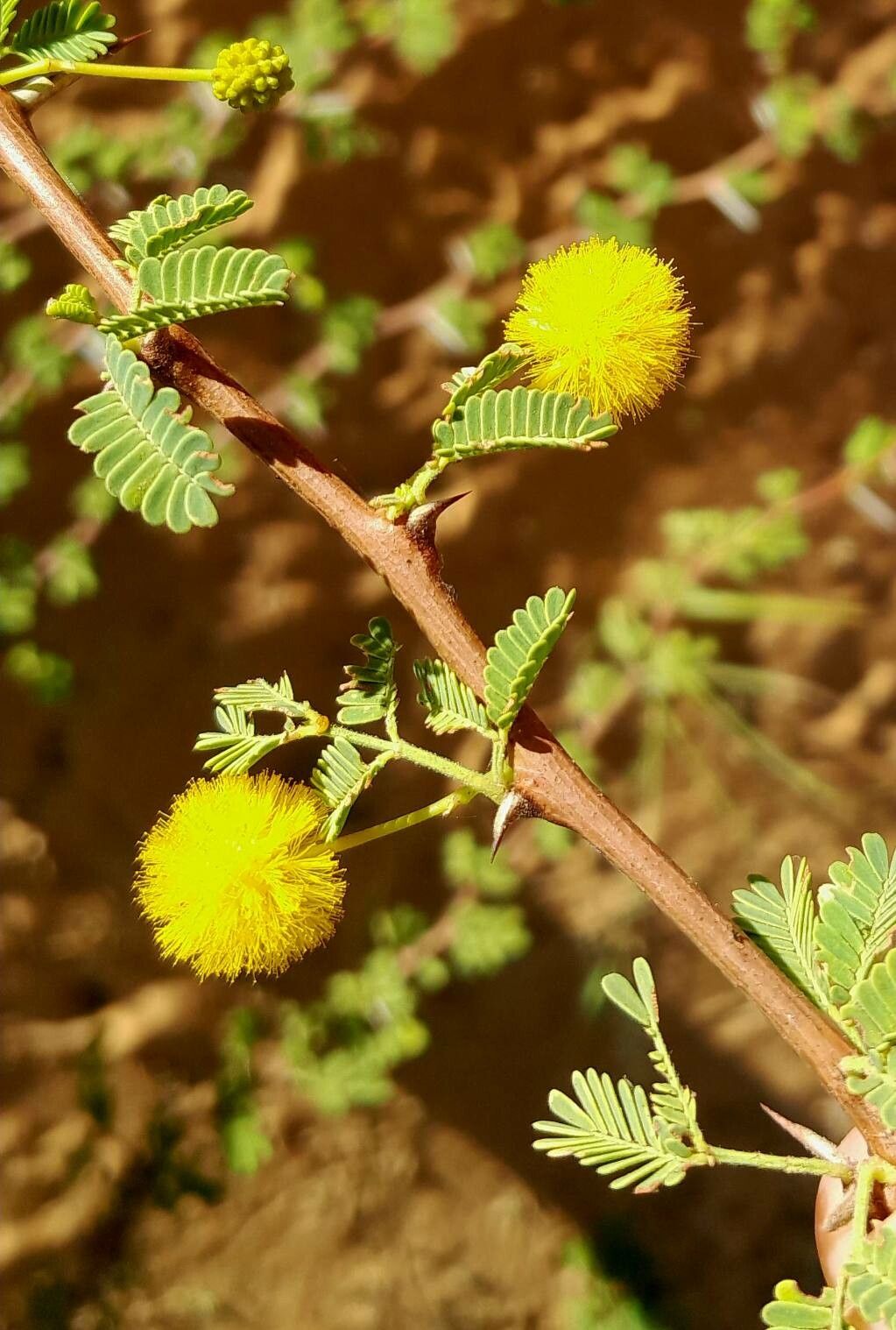 Vachellia flava flower