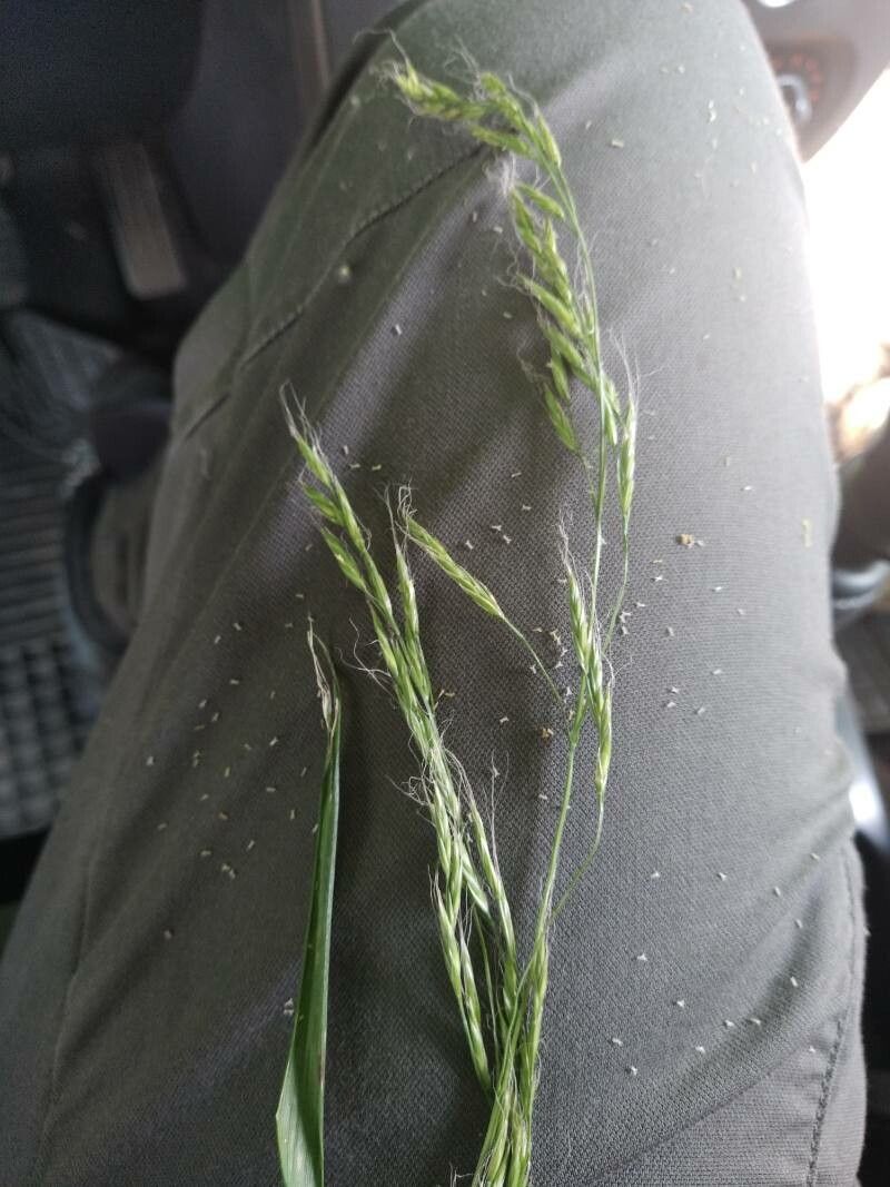 Schedonorus giganteus flower