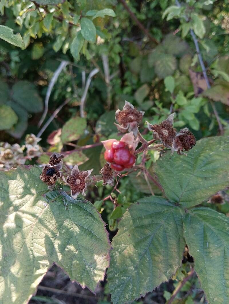 Rubus camptostachys fruit