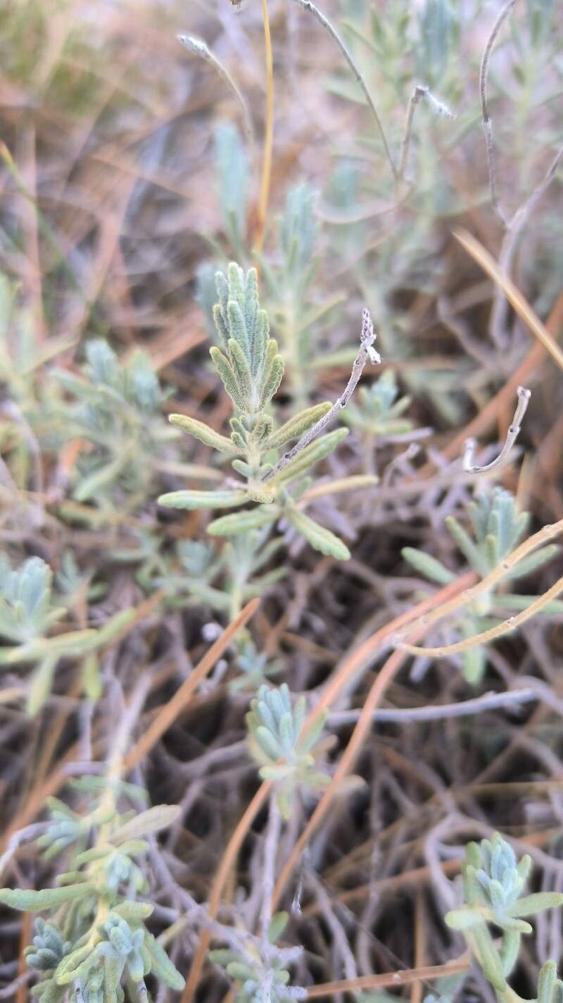 Teucrium leonis — search result for 'Teucrium'