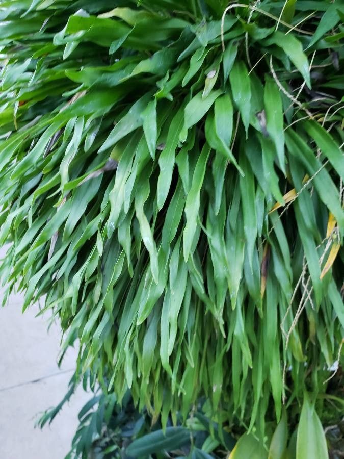 Ophioglossum pendulum — houseplant care guide