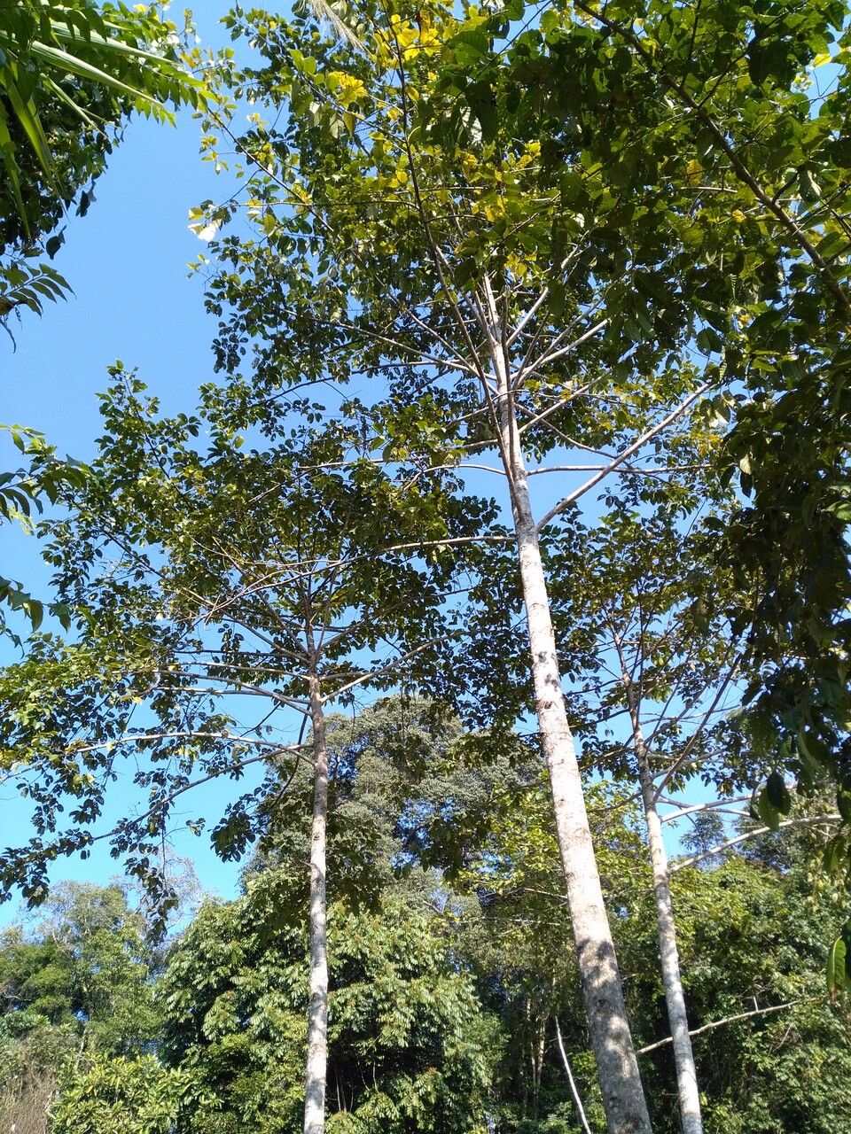 Dipterocarpus retusus — search result for 'Laos'