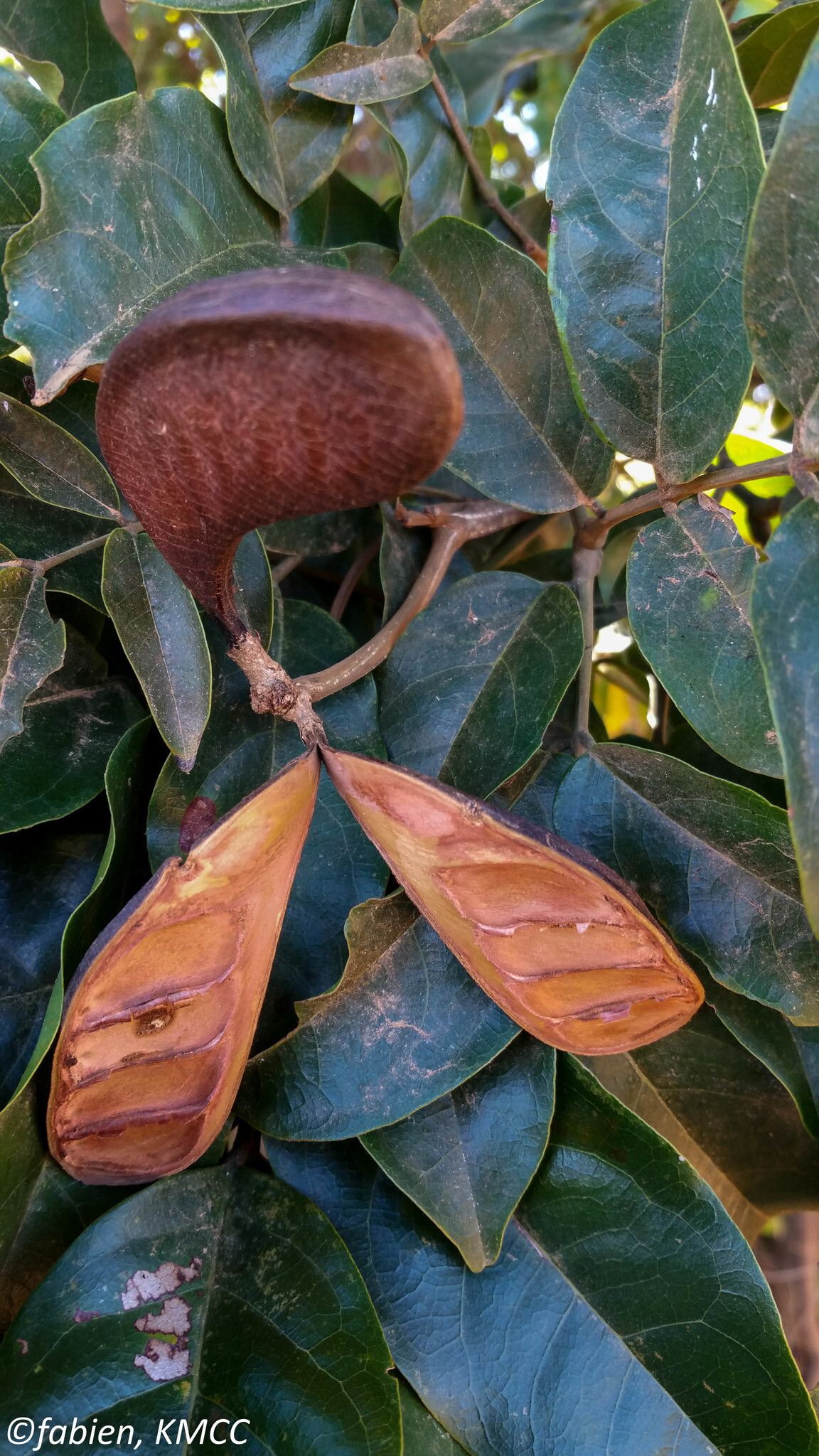 Xylia fraterna — related species from the same genus