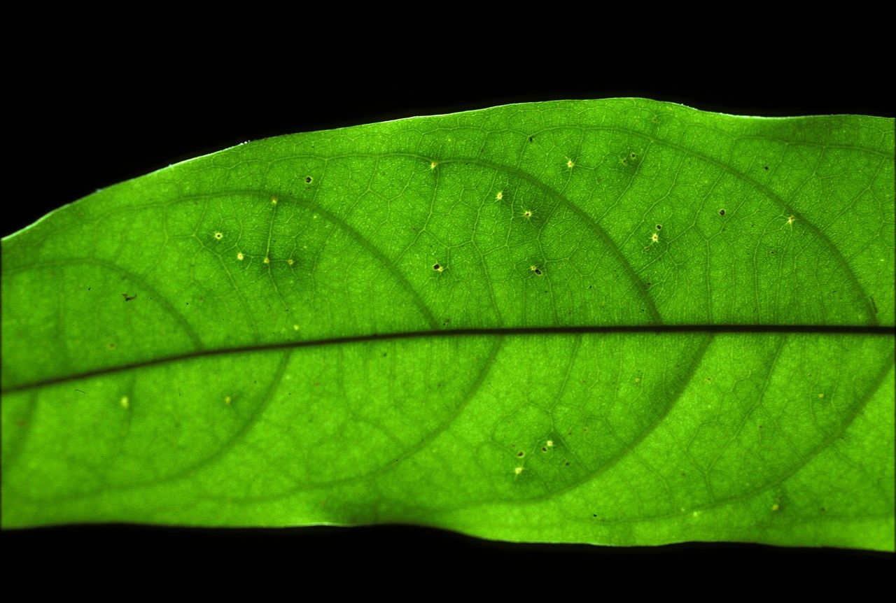 Hopea ponga — search result for 'Hopea'