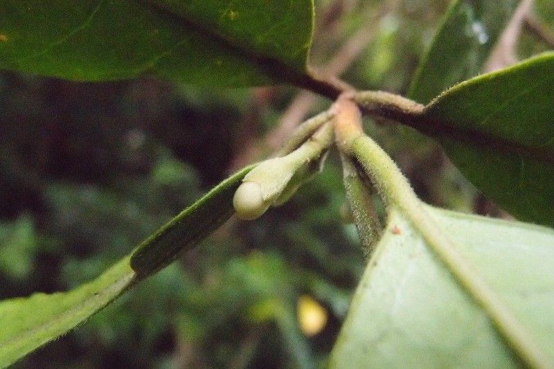 Turraea ovata flower