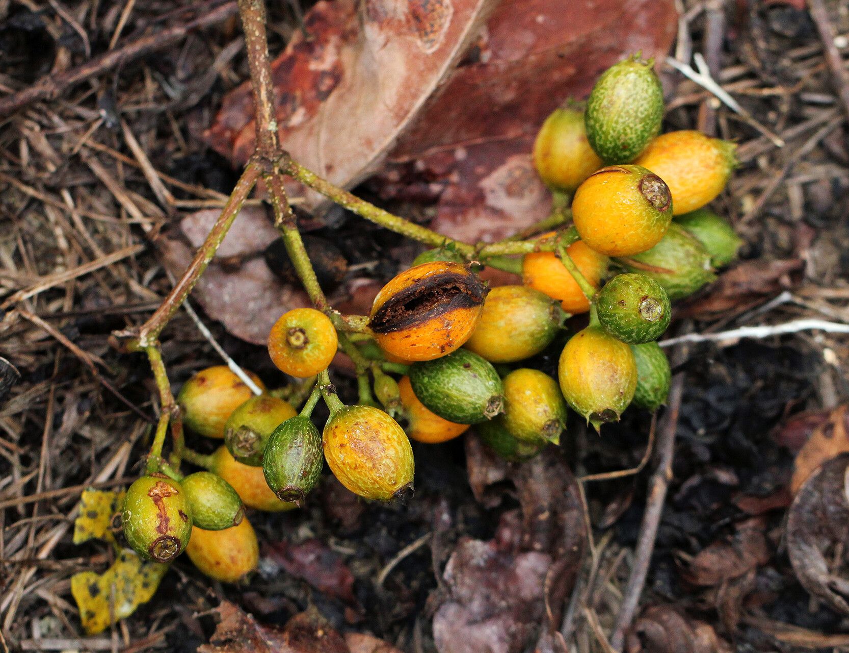 Mussaenda nannanii fruit