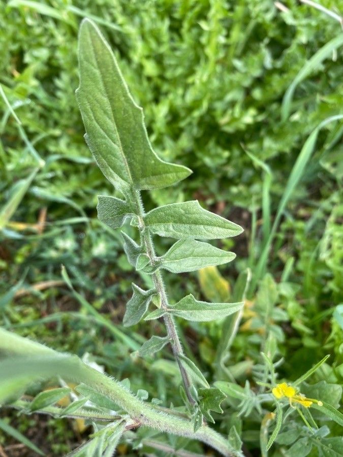 Sisymbrium orientale leaf