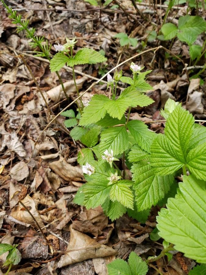 Rubus pubescens flower