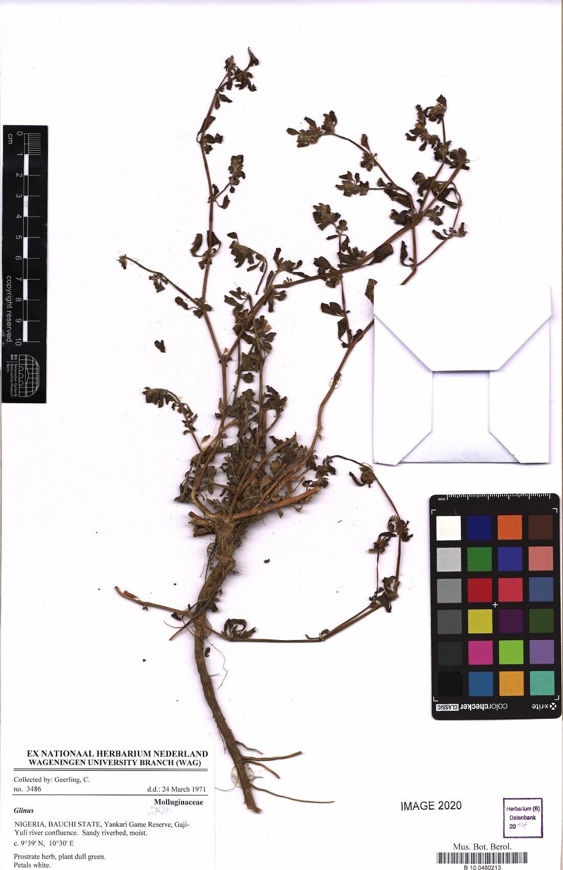 Glinus hirtus — related species from the same genus