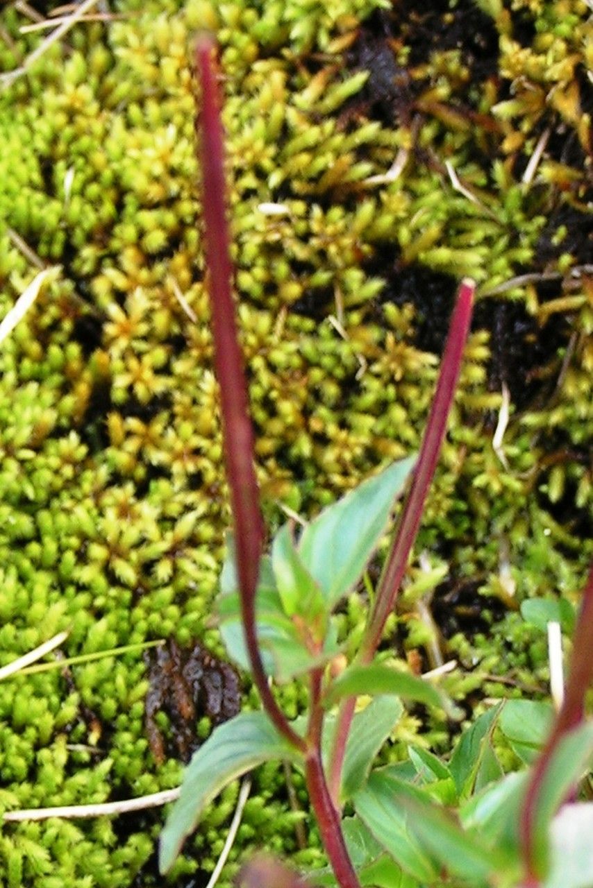 Epilobium duriaei fruit